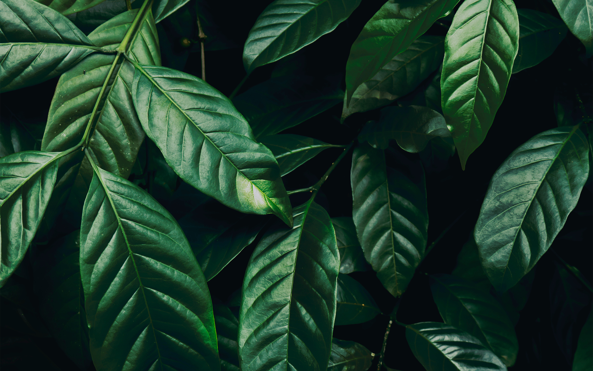 GREENWASHING AND THE DARK ART OF MISLEADING LABELS