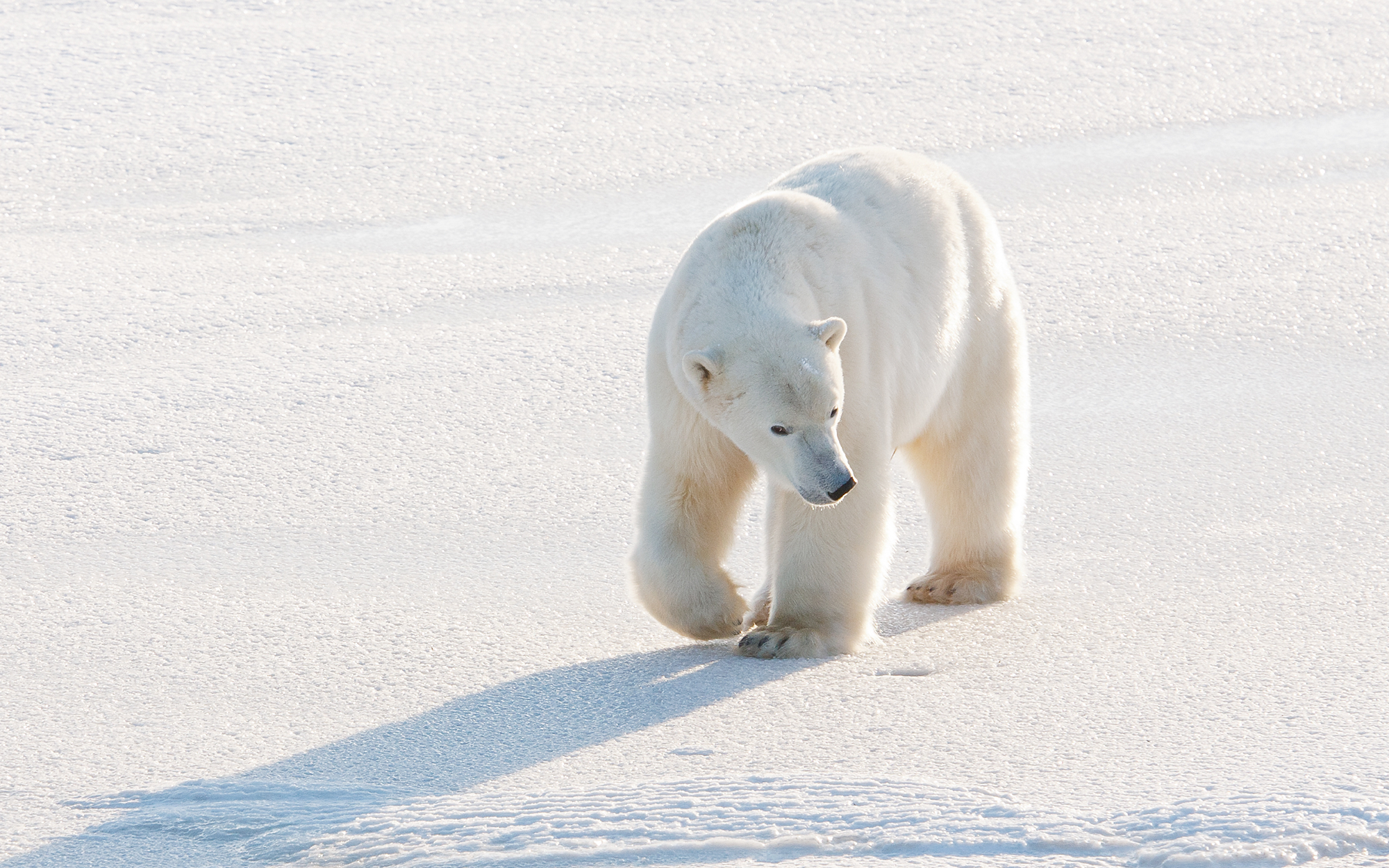 HEALTHY BEAUTY, HEALTHY PLANET… HAPPY POLAR BEARS